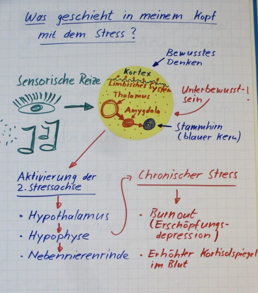 schematische darstellung der hypophysen-nebennierenrinden-achsen aktivierung