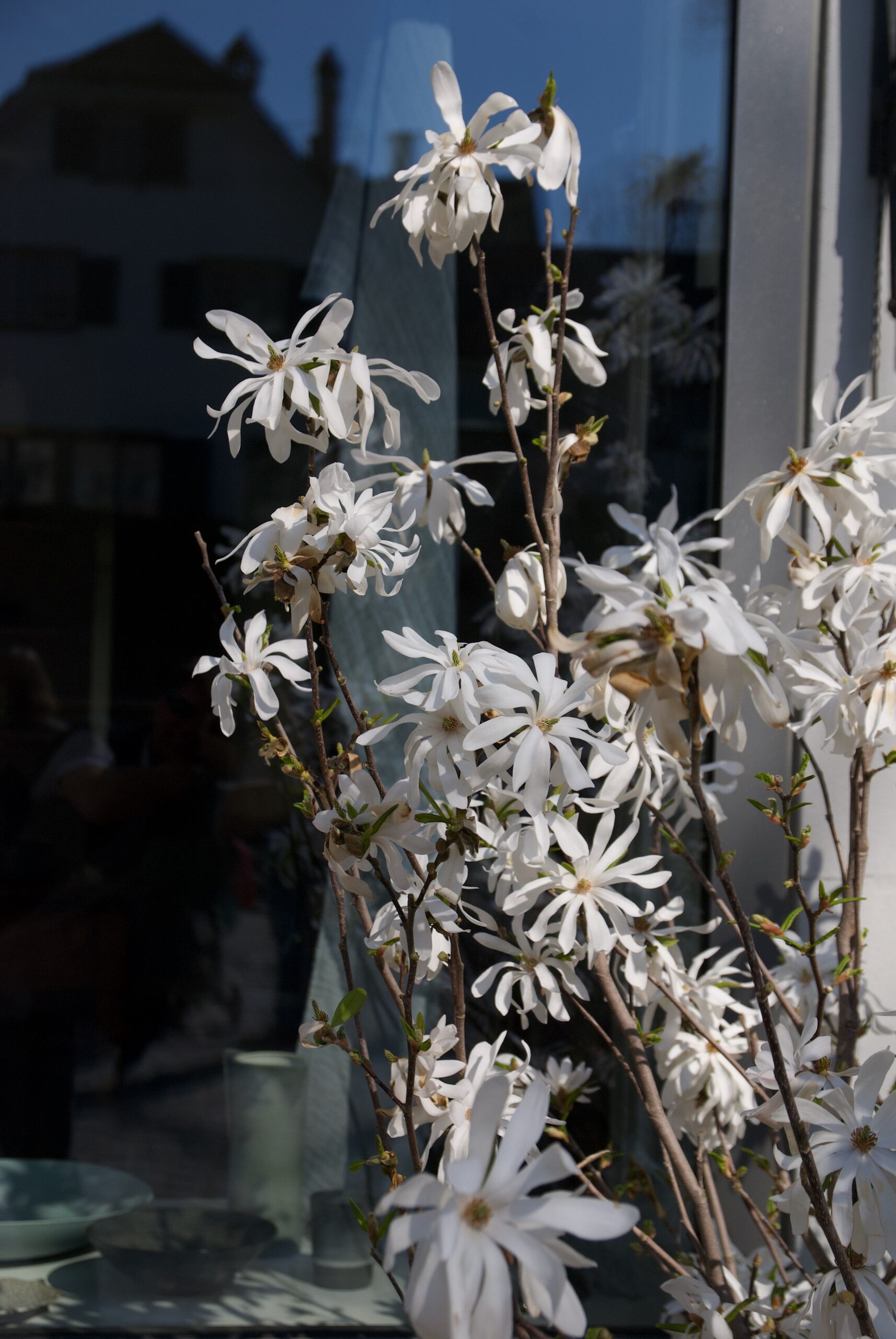 pflanze vor fenster